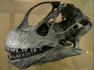 A Camarasaurus skull showing tooth placement. 